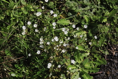 Stellaria pungens