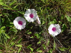 Ipomoea shumardiana