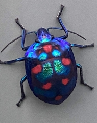 Tectocoris diophthalmus