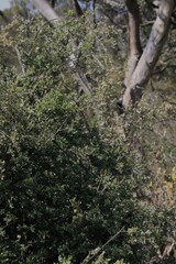 Leptospermum brevipes