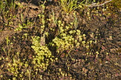 Siloxerus multiflorus