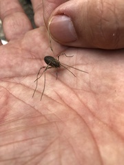 Odiellus troguloides