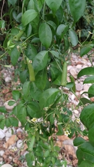 Neoalsomitra clavigera