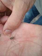 Odiellus troguloides