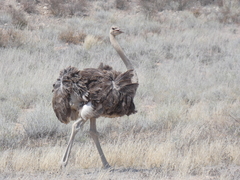 Struthio camelus australis