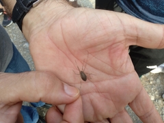 Odiellus troguloides