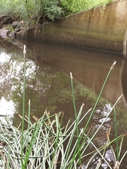 Eleocharis sphacelata