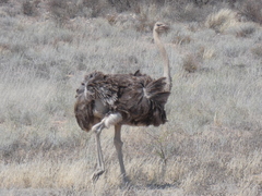 Struthio camelus australis