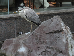 Ardea cinerea