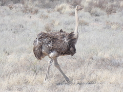 Struthio camelus australis