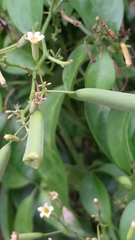 Neoalsomitra clavigera