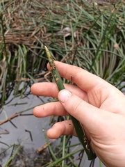 Eleocharis sphacelata