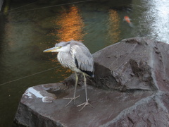 Ardea cinerea