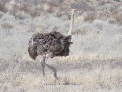 Struthio camelus australis
