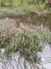 Eleocharis sphacelata