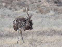 Struthio camelus australis