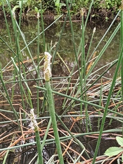 Eleocharis sphacelata