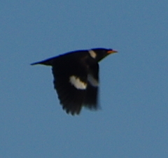 Acridotheres albocinctus