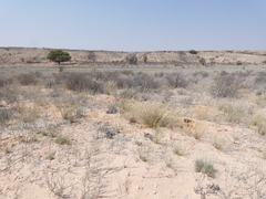 Struthio camelus australis