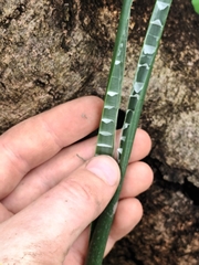 Eleocharis sphacelata