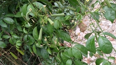 Neoalsomitra clavigera