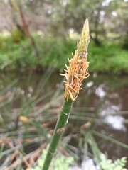 Eleocharis sphacelata