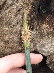 Eleocharis sphacelata