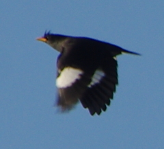 Acridotheres grandis