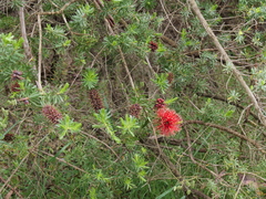 Kunzea baxteri