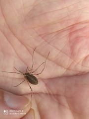 Odiellus troguloides