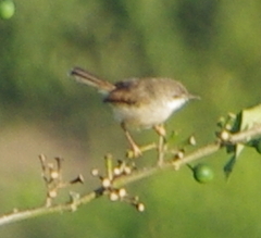 Prinia hodgsonii