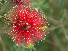 Kunzea baxteri