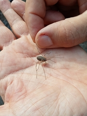 Odiellus troguloides