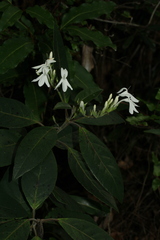 Pseuderanthemum