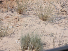 Aristida adscensionis