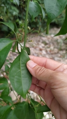 Neoalsomitra clavigera