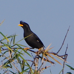 Acridotheres grandis