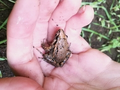 Discoglossus galganoi