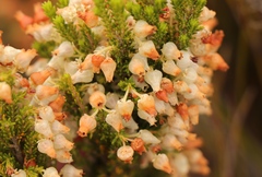 Erica glomiflora