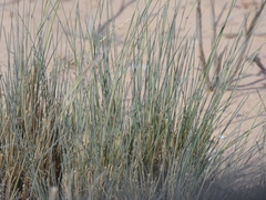 Aristida adscensionis
