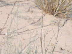 Aristida adscensionis