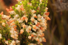 Erica glomiflora