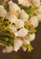 Erica glomiflora