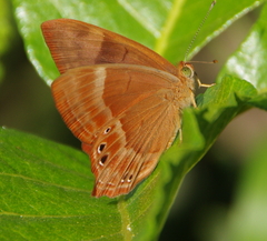 Abisara