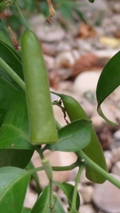 Neoalsomitra clavigera