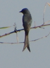 Dicrurus leucophaeus