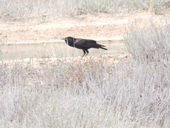 Corvus capensis