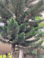Araucaria