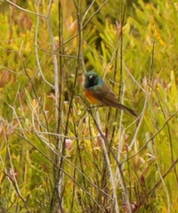 Anthobaphes violacea