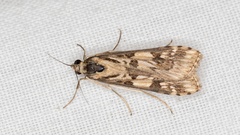 Nomophila corticalis